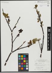 Foto von Salix hastata L.